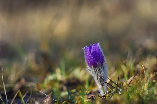 Spring flowers. Nature and meadow at sunset. Seasonal concept for springtime. Beautifully blossoming pasque flower and sun with a natural colored background. (Pulsatilla grandis).