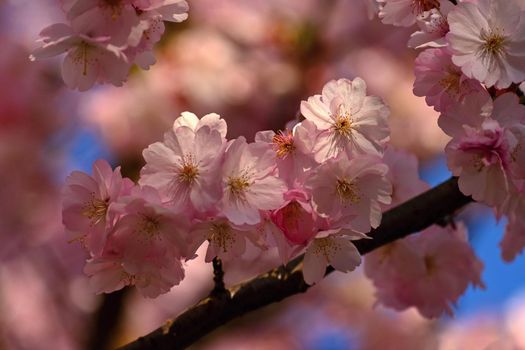 Beautiful blossom tree. Nature scene with sun in Sunny day. Spring flowers. Abstract blurred background in Springtime. 