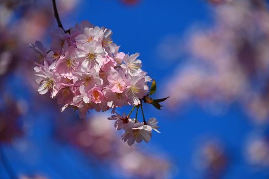 Beautiful blossom tree. Nature scene with sun in Sunny day. Spring flowers. Abstract blurred background in Springtime. 