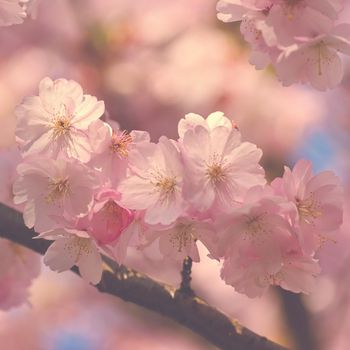 Beautiful blossom tree. Nature scene with sun in Sunny day. Spring flowers. Abstract blurred background in Springtime. 