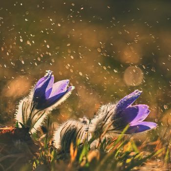 Spring and springtime flower in the rain.  Blooming beautiful flowers on a meadow in nature. Pasque flower and sun with a natural colored background. (Pulsatilla grandis)