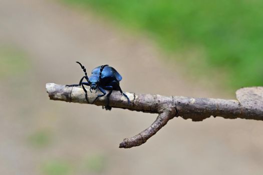 Beautiful macro shot of a poisonous beetle Majka violet - Czech Republic - Europe. (Meloe violaceus)