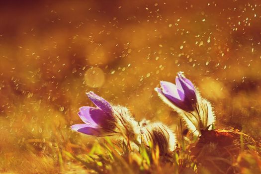 Spring and springtime flower in the rain.  Blooming beautiful flowers on a meadow in nature. Pasque flower and sun with a natural colored background. (Pulsatilla grandis)