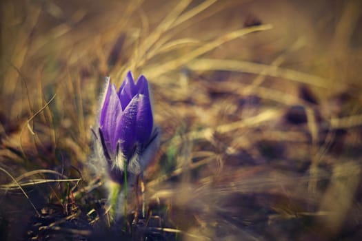 Spring flowers. Nature and meadow at sunset. Seasonal concept for springtime. Beautifully blossoming pasque flower and sun with a natural colored background. (Pulsatilla grandis).