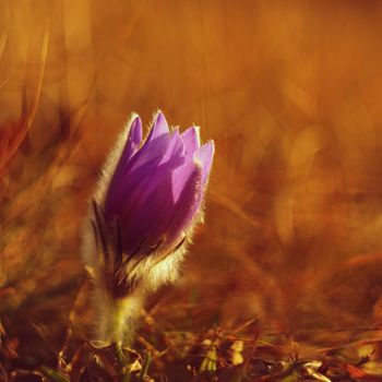 Springtime and spring flower. Beautiful purple little furry pasque-flower. (Pulsatilla grandis) Blooming on spring meadow at the sunset