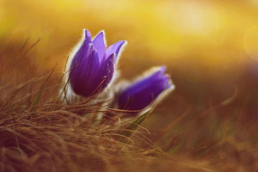 Springtime and spring flower. Beautiful purple little furry pasque-flower. (Pulsatilla grandis) Blooming on spring meadow at the sunset