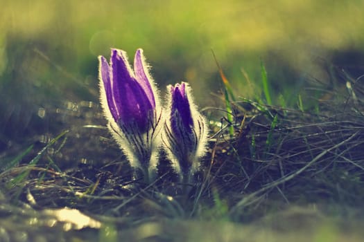 Spring flowers. Beautifully blossoming pasque flower and sun with a natural colored background. Detail of beautiful spring nature (Pulsatilla grandis)