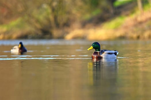 Beautiful wild ducks on water surface