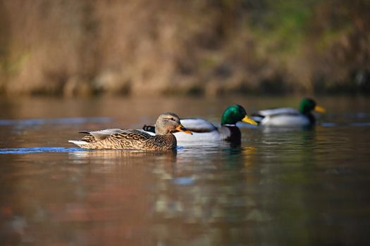 Beautiful wild ducks on water surface