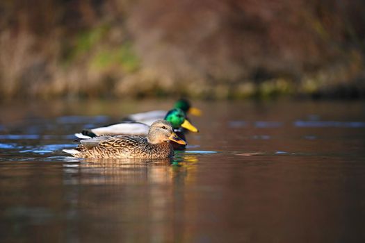 Beautiful wild ducks on water surface