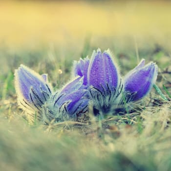 Spring flowers. Beautifully blossoming pasque flower and sun with a natural colored background. Detail of beautiful spring nature (Pulsatilla grandis)