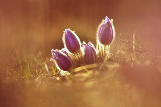 Springtime and spring flower. Beautiful purple little furry pasque-flower. (Pulsatilla grandis) Blooming on spring meadow at the sunset