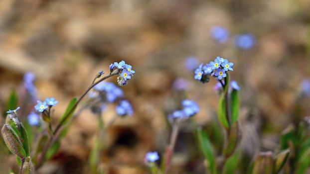Beautiful blue small flowers - forget-me-not flower. Spring colorful nature background. (Myosotis sylvatica)