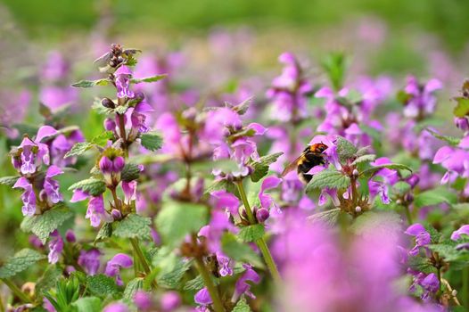 Beautiful colorful spring background with flowers and bumblebee in nature.