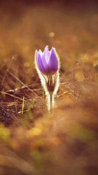 Spring flowers. Beautifully blossoming pasque flower and sun with a natural colored background. Detail of beautiful spring nature (Pulsatilla grandis)