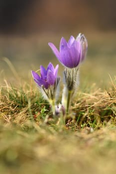 Spring. Beautiful blossoming flower on a meadow.
Pasque flower and sun with a natural colored background. (Pulsatilla grandis)