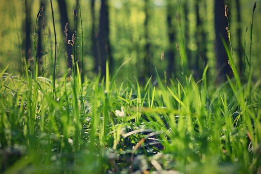 Beautiful green background with forest. Spring nature with trees. Colorful background.