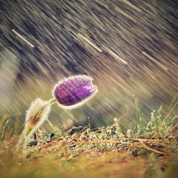 Beautiful spring background with flower and rain.
Pasque flower and sun with a natural colored background. (Pulsatilla grandis)