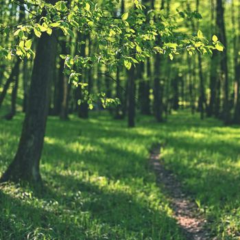 Beautiful green background with forest. Spring nature with trees. Colorful background.