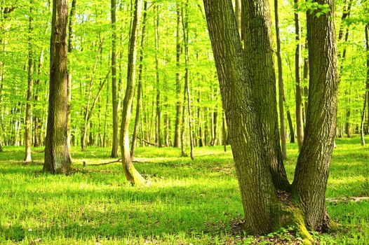 Beautiful green background with forest. Spring nature with trees. Colorful background.