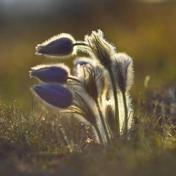 Spring. Beautiful blossoming flower on a meadow.
Pasque flower and sun with a natural colored background. (Pulsatilla grandis)