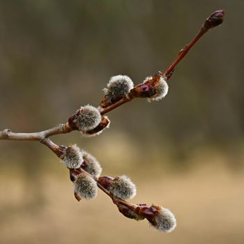 Beautiful blooming tree as a symbol of spring and springtime. Blooming Willow. Salix caprea. 