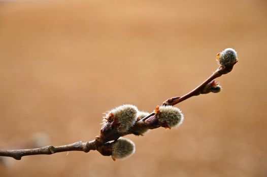 Beautiful blooming tree as a symbol of spring and springtime. Blooming Willow. Salix caprea. 