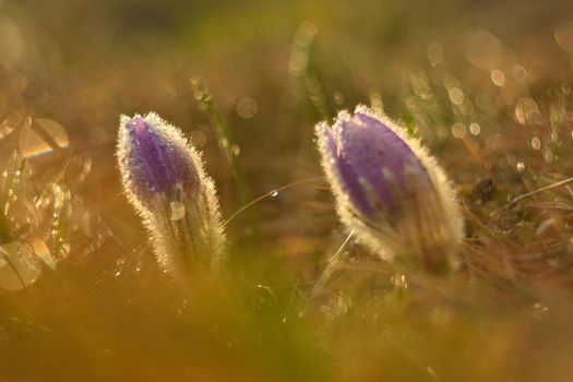 Springtime flower. Beautiful purple little furry pasque-flower. (Pulsatilla grandis) Blooming on spring meadow at the sunset.