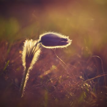 Spring flowers. Beautifully blossoming pasque flower and sun with a natural colored background. (Pulsatilla grandis)