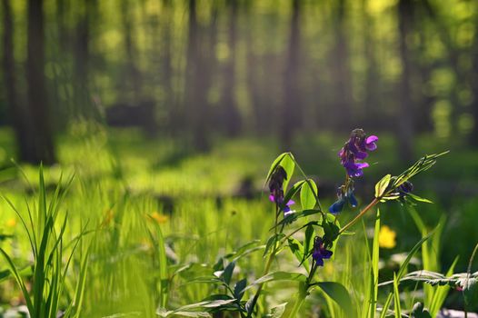 Beautiful green background with forest. Spring nature with trees. Colorful background.