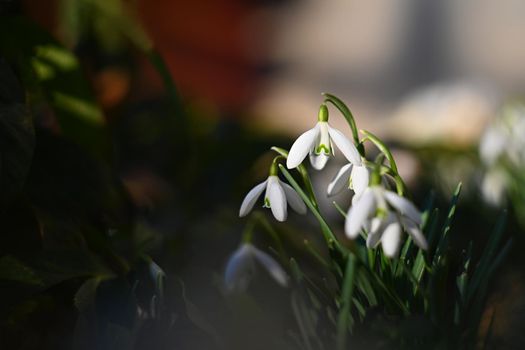 First spring flowers with colorful natural background on a sunny day. Beautiful little white snowdrops in the grass. End of winter season in nature. (Galanthus nivalis)