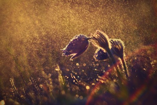 Spring and springtime flower in the rain.  Blooming beautiful flowers on a meadow in nature. Pasque flower and sun with a natural colored background. (Pulsatilla grandis)