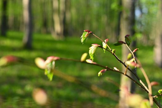 Beautiful green background with forest. Spring nature with trees. Colorful background.