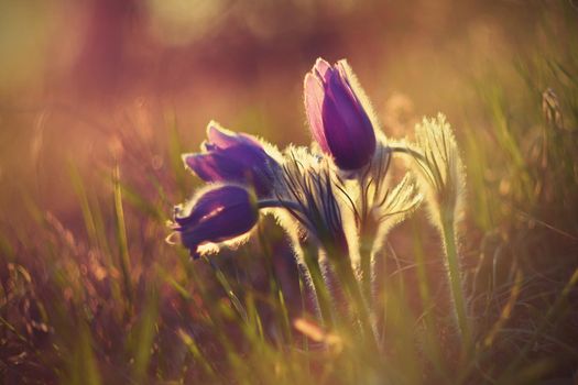 Springtime flower. Beautiful purple little furry pasque-flower. (Pulsatilla grandis) Blooming on spring meadow at the sunset.