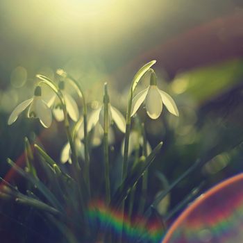 Spring flowers. Beautiful first spring plants - snowdrops. (Galanthus) A beautiful shot of nature with an old lens