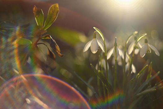Spring flowers. Beautiful first spring plants - snowdrops. (Galanthus) A beautiful shot of nature with an old lens