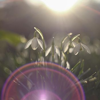 Spring flowers. Beautiful first spring plants - snowdrops. (Galanthus) A beautiful shot of nature with an old lens