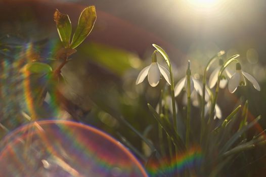 Spring flowers. Beautiful first spring plants - snowdrops. (Galanthus) A beautiful shot of nature with an old lens