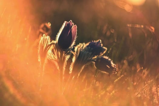 Spring flower. Nature with meadow and sunset. Seasonal concept for springtime. Beautifully blossoming pasque flower and sun with a natural colored background. (Pulsatilla grandis)
