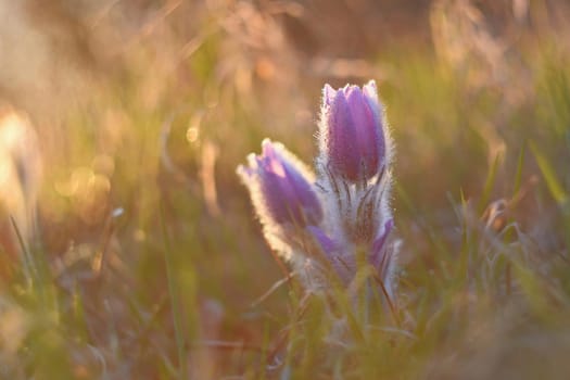 Spring. Beautiful blossoming flower on a meadow.
Pasque flower and sun with a natural colored background. (Pulsatilla grandis)