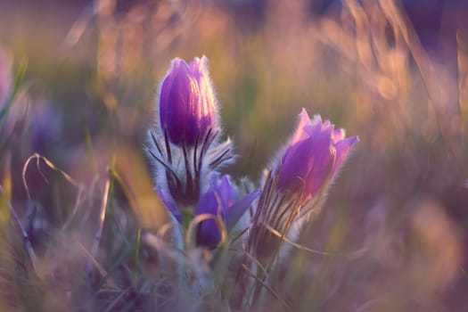 Spring flower. Nature with meadow and sunset. Seasonal concept for springtime. Beautifully blossoming pasque flower and sun with a natural colored background. (Pulsatilla grandis)