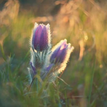 Spring. Beautiful blossoming flower on a meadow.
Pasque flower and sun with a natural colored background. (Pulsatilla grandis)