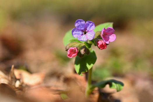 Healing beautiful colorful plant. Spring blossoming flower in forest in grass. Concept for healing, health and homeopathy. (Pulmonaria officinalis)