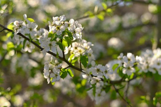 Spring background. Beautiful colorful blooming spring tree. 