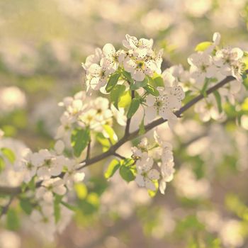 Spring background. Beautiful colorful blooming spring tree. 