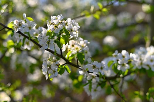 Spring background. Beautiful colorful blooming spring tree. Japanese cherry - Sakura. Nature background.