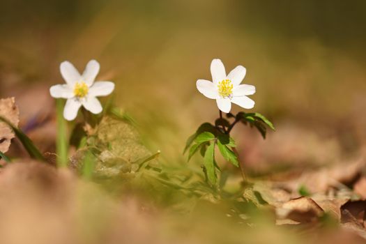 Spring white flowers in the grass Anemone (Isopyrum thalictroides)