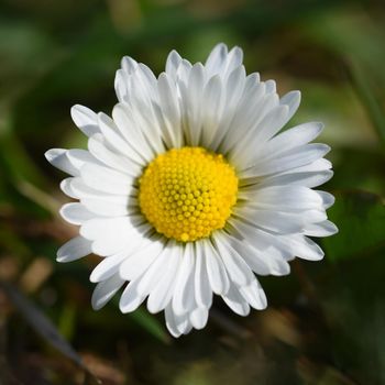 Beautiful blooming daisies in spring meadow.Abstract blurred background. Springtime. Photos old lens