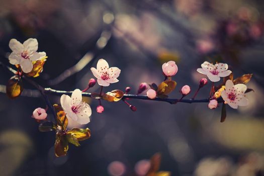 Blossom tree. Nature background in sunny day. Spring flowers. Beautiful Orchard and abstract blurred background. Concept for springtime - Japanese cherry Sakura.