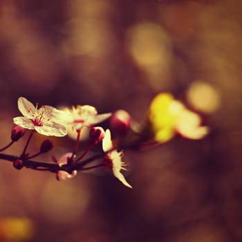 Spring background. Beautiful colorful blooming spring tree. Japanese cherry - Sakura. Nature background. Photo of an old manual lens.